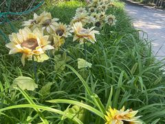 -南宫五洲植物乐园