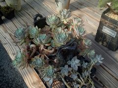 -龙大花卉苗木市场