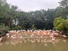 -广州长隆飞鸟乐园