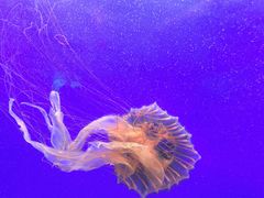 -上海海洋水族馆