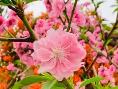 -桃花涧