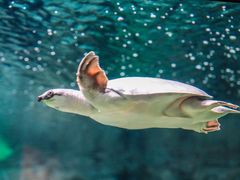 -上海海洋水族馆