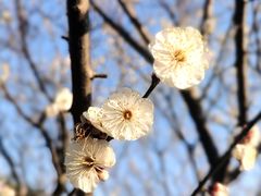 -香雪海