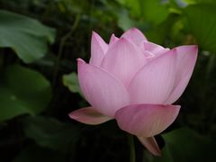 -龙头寺公园