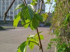 android_upload_pic-辽宁大学(崇山校区)