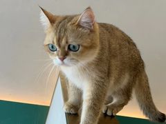 -飞行喵MR PILOT|猫舍·猫咖(静安大融城店)