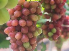 -金谷域澳洲庄园