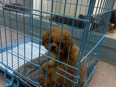 -萌宠之家·腊肠犬·马尔泰·小体犬舍