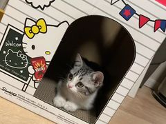 -欣宠猫屋·矮脚拿破仑·蓝金金渐层