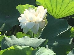 -荷塘月色湿地公园·向阳花洲