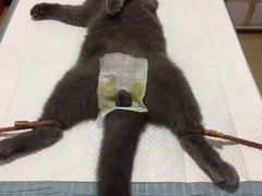 -灵美宠物诊所