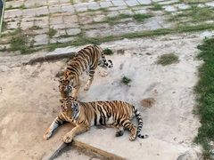 -深圳野生动物园