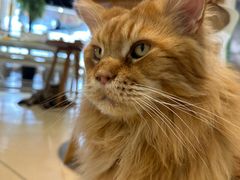 -藏猫猫咖啡主题馆(中央大道店)