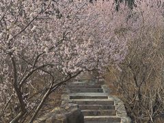 -香山公园