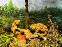 -陕西自然博物馆