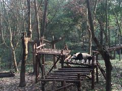 -成都大熊猫繁育研究基地