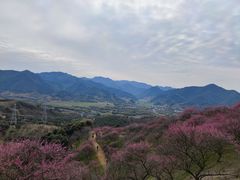 -新建村梅花