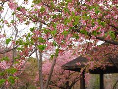 -顾村公园