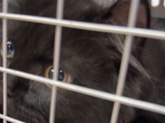 -瑞派长江宠物医院·猫科·外科·24小时夜护(谊城公寓分院)