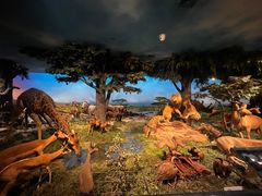 -国家自然博物馆