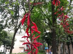 -四川大学(华西校区)