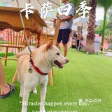 成都版“摩洛哥”｜打卡🔥火遍全网的“舍夫沙万的蓝色楼梯”