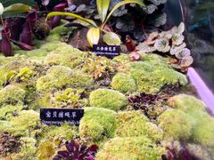 -中国科学院西双版纳热带植物园