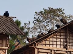 -武汉园博园(武汉自然博物馆)