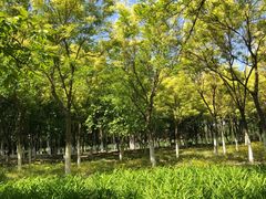 -大兴滨河森林公园