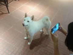 -柴犬高等学院·狗咖·柴犬售卖·宠物训练