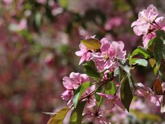 -海棠花溪(元大都城垣遗址公园)