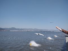 -海埂大坝