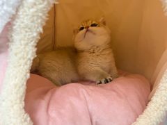 -momokira米努特·德文卷毛猫·棉花面纱犬