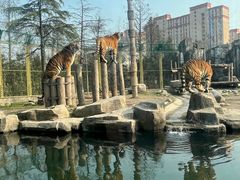 -上海野生动物园