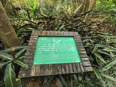 -呀诺达热带雨林