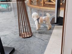 -上海崇明金茂凯悦酒店