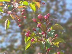 -黑龙江省森林植物园