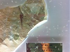 iphone_upload_pic-上海昆虫博物馆