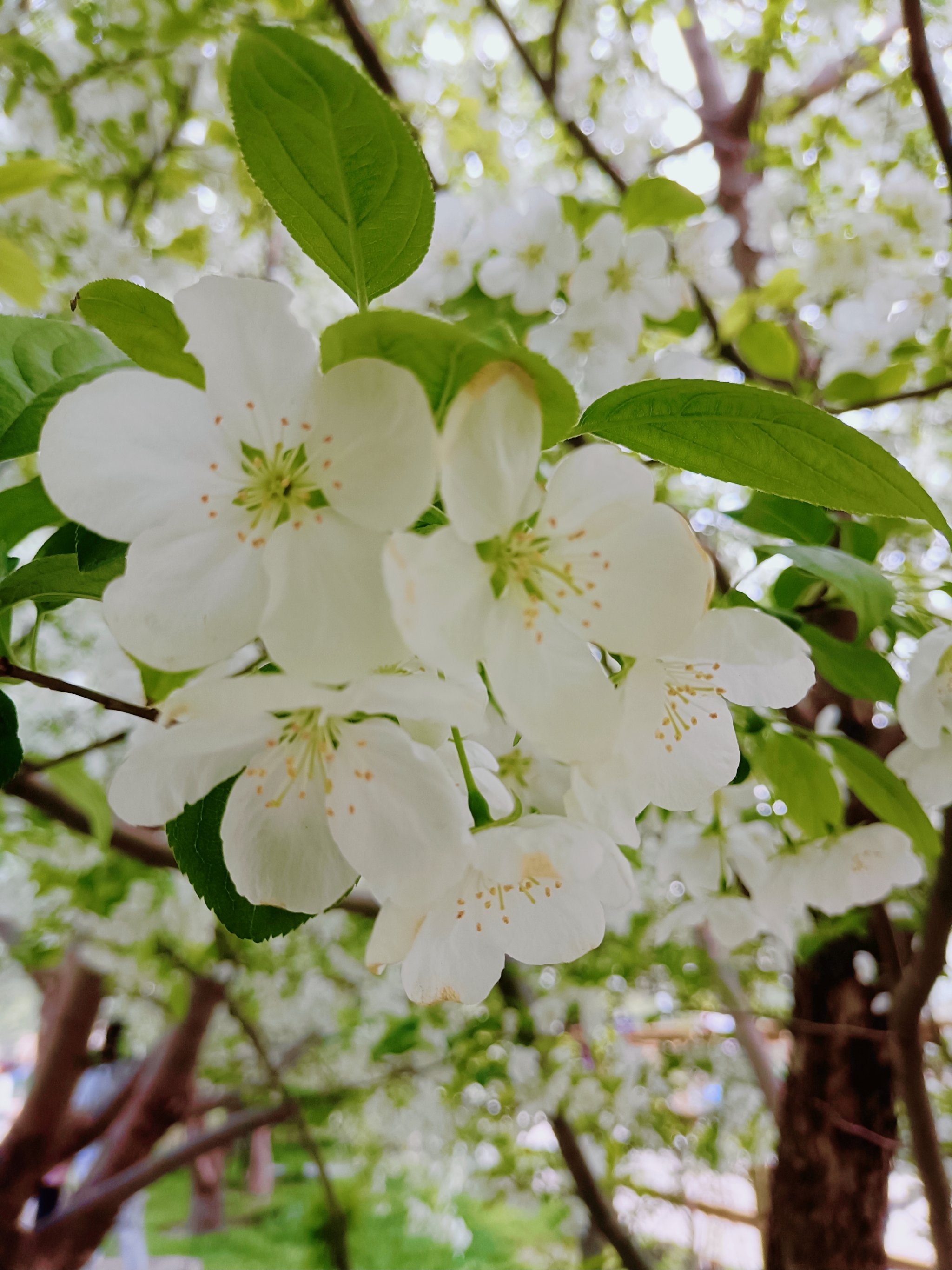 京城最美海棠花