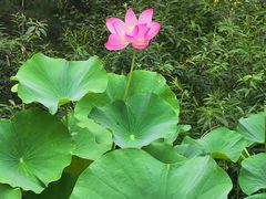 -莲花池公园