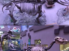 -陕西自然博物馆