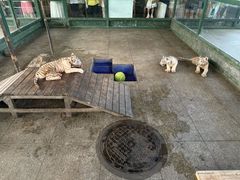 -秦皇岛野生动物园