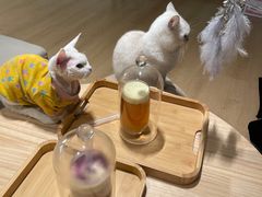 -猫腻·猫咖·撸猫馆(星光大道店)