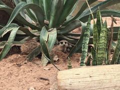 -海南热带野生动植物园