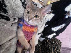 -欣宠猫屋·矮脚拿破仑·蓝金金渐层