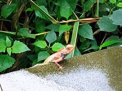 -羚羊峡古栈道森林公园