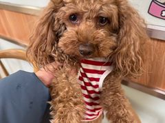 -宠福鑫动物医院(城北分院)