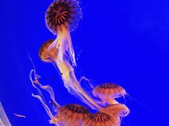-上海海洋水族馆