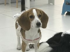 -汪说·狗咖·拼豆·宠物周边DIY(旺城大厦店)