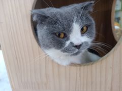 -喵园·猫主题咖啡厅·撸猫·猫咖(国贸店)